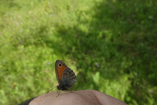 očkáň pohánkový Coenonympha pamphilus