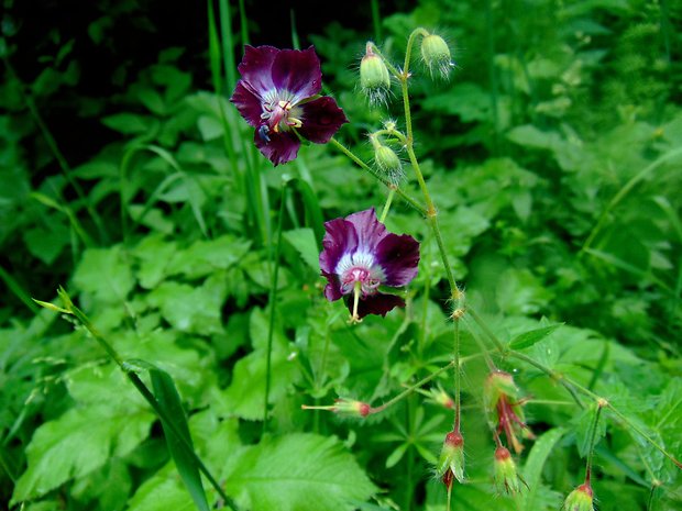 pakost hnedočervený Geranium phaeum L.