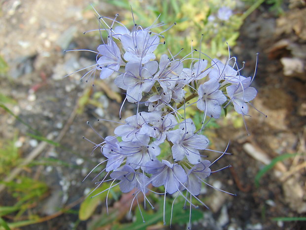 facélia vratičolistá Phacelia tanacetifolia Benth.