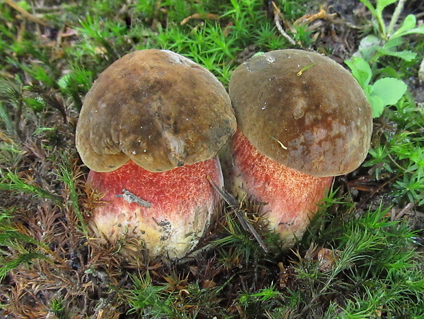 hríb zrnitohlúbikový Sutorius luridiformis (Rostk.) G. Wu & Zhu L. Yang