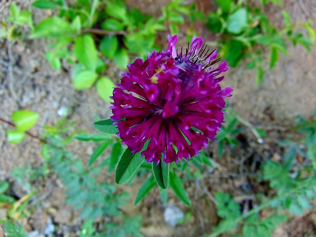 ďatelina alpská Trifolium alpestre L.