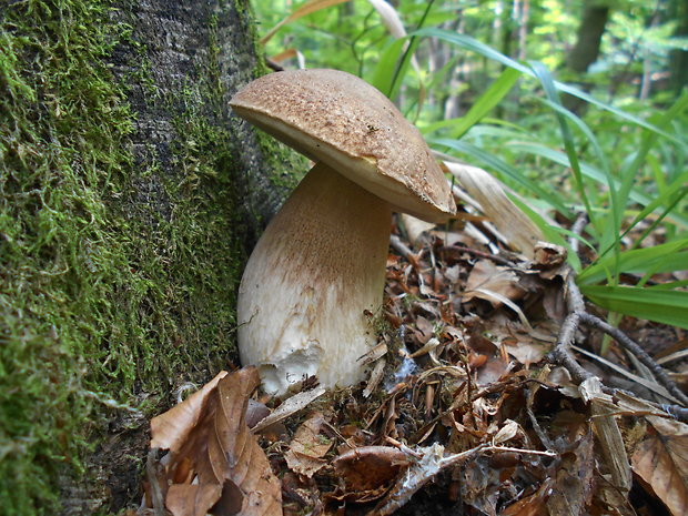 hríb dubový Boletus reticulatus Schaeff.