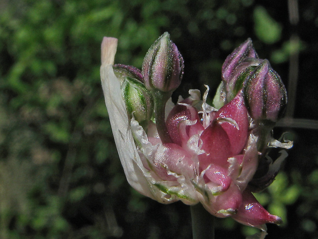 cesnak orešcový Allium scorodoprasum L.