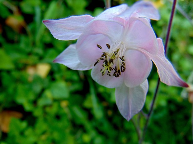 orlíček obyčajný Aquilegia vulgaris L.