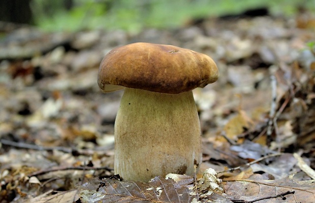 hríb dubový Boletus reticulatus Schaeff.