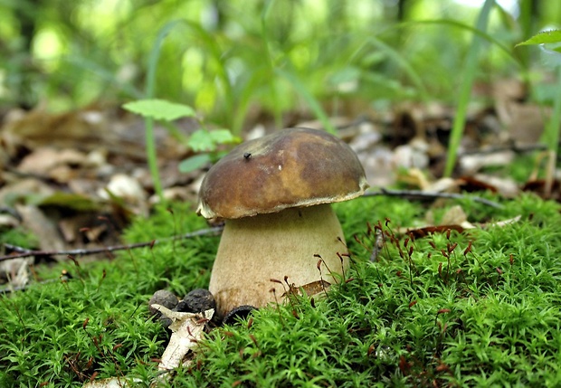 hríb dubový Boletus reticulatus Schaeff.