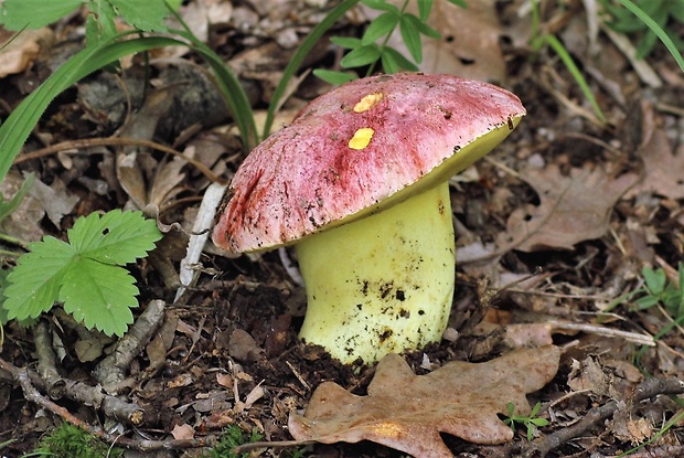 hríb kráľovský Butyriboletus regius (Krombh.) D. Arora & J.L. Frank