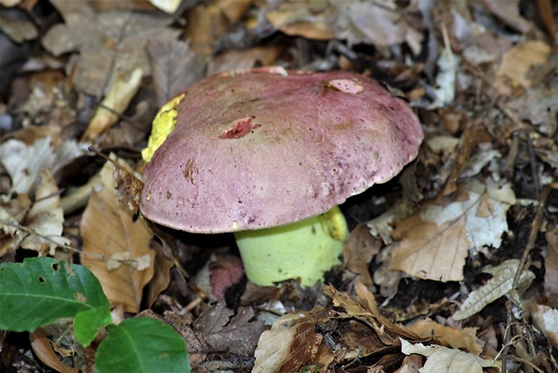 hríb kráľovský Butyriboletus regius (Krombh.) D. Arora & J.L. Frank