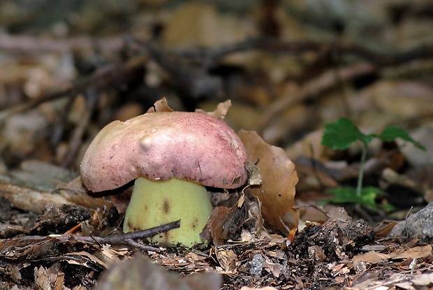 hríb kráľovský Butyriboletus regius (Krombh.) D. Arora & J.L. Frank