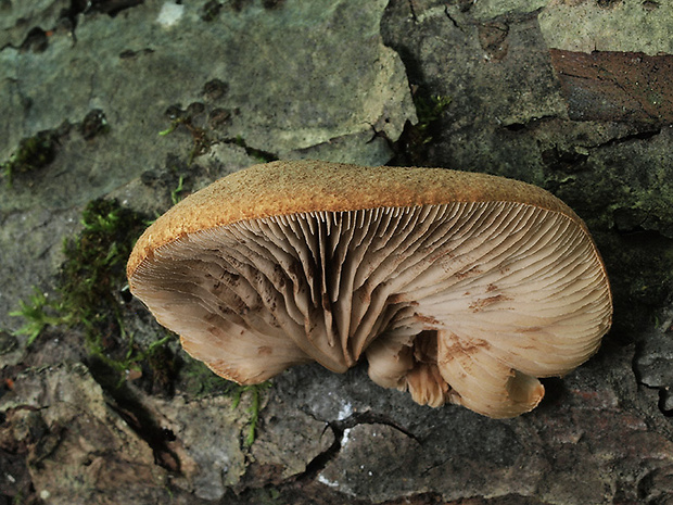 pahliva šafranová Crepidotus crocophyllus (Berk.) Sacc.