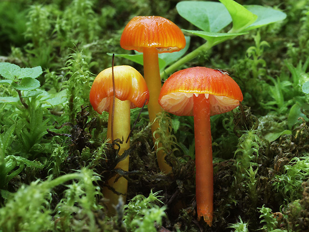 lúčnica hlienistá Hygrocybe glutinipes (J.E. Lange) R. Haller Aar.