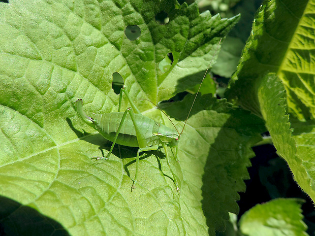 kobylka fatranská ♀ Isophya fatrensis Chládek, 2007