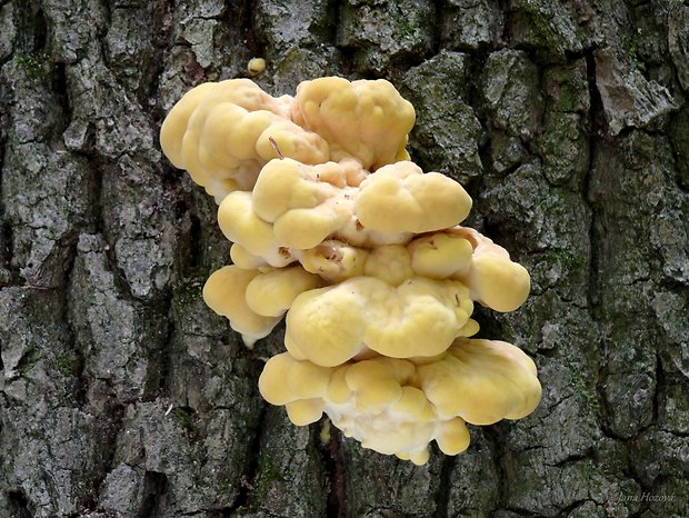 sírovec obyčajný Laetiporus sulphureus (Bull.) Murrill