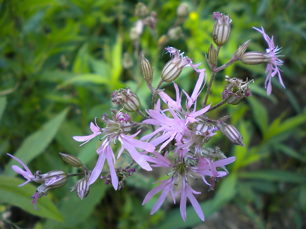 kukučka lúčna Lychnis flos-cuculi L.