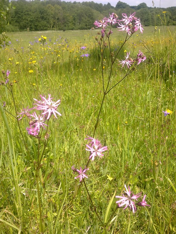 kukučka lúčna Lychnis flos-cuculi L.