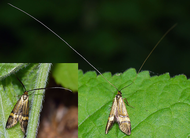 adéla De Geerova Nemophora degeerella