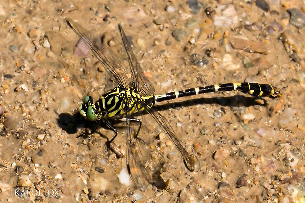 klinovka čiernonohá Onychogomphus forcipatus