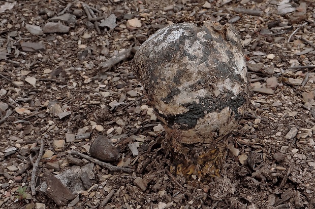 hráškovec obyčajný Pisolithus arhizus (Scop.) Rauschert