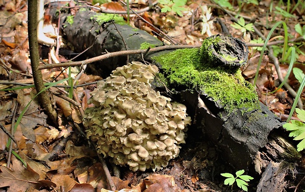 trúdnik klobúčkatý Polyporus umbellatus (Pers.) Fr.