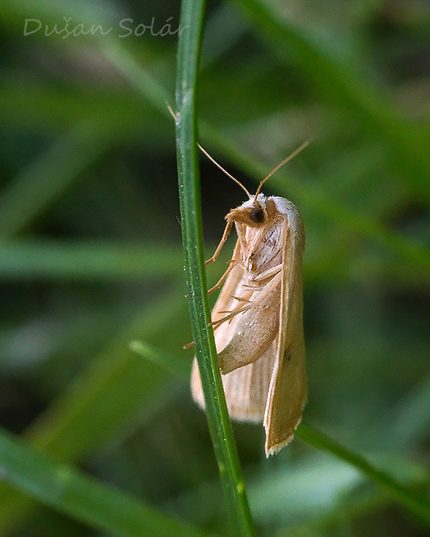 pamora trávová Rivula sericealis (Scopoli, 1763)