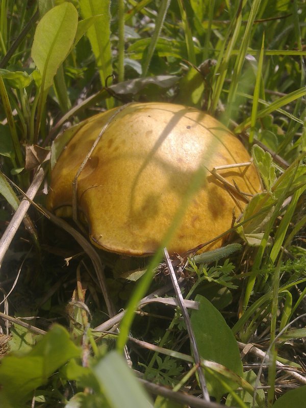 masliak obyčajný Suillus luteus (L.) Roussel