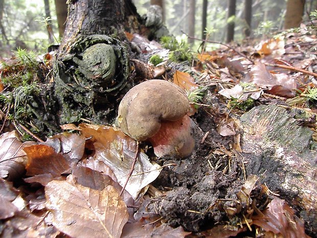 hríb zrnitohlúbikový Sutorius luridiformis (Rostk.) G. Wu & Zhu L. Yang