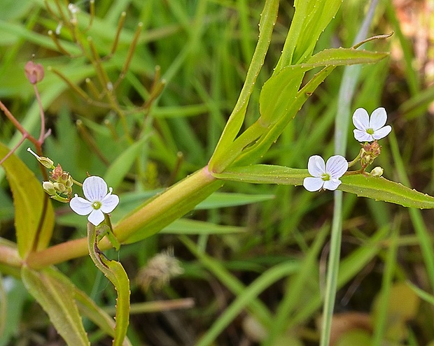 veronika štítovitá Veronica scutellata L.