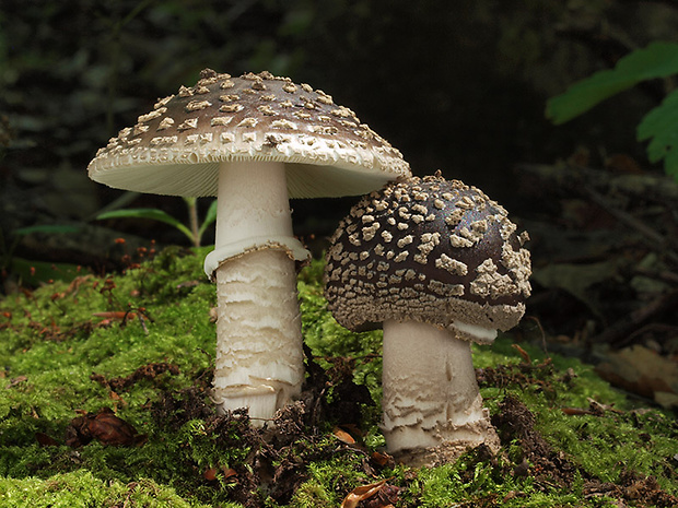 muchotrávka hrubá Amanita excelsa (Fr.) Bertill.