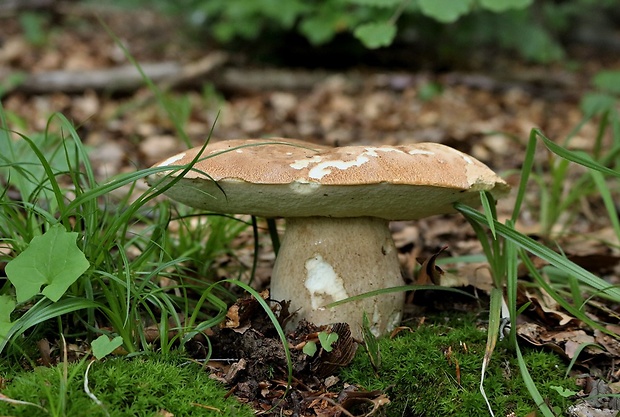 hríb dubový Boletus reticulatus Schaeff.