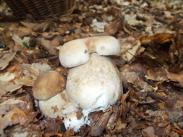 hríb dubový Boletus reticulatus Schaeff.