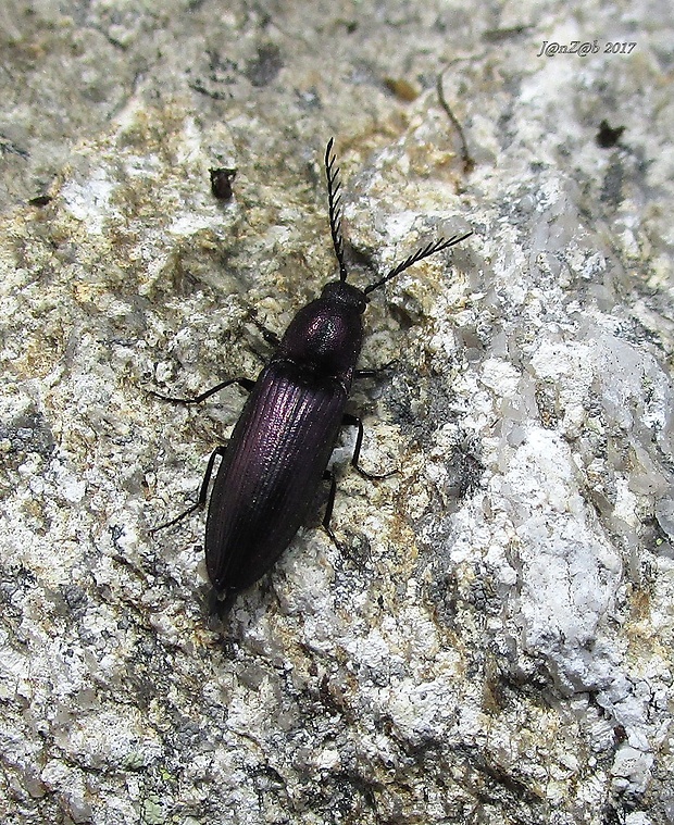 Ctenicera cuprea