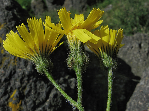 jastrabník Hieracium schmidtii subsp. candicans (Čelak.) Chrtek