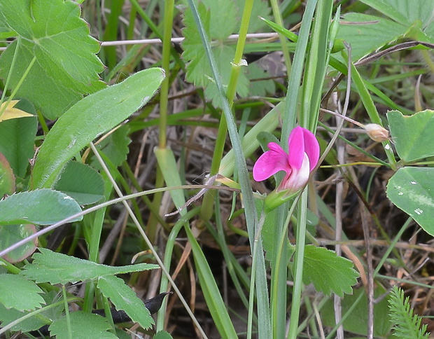 hrachor trávolistý Lathyrus nissolia L.