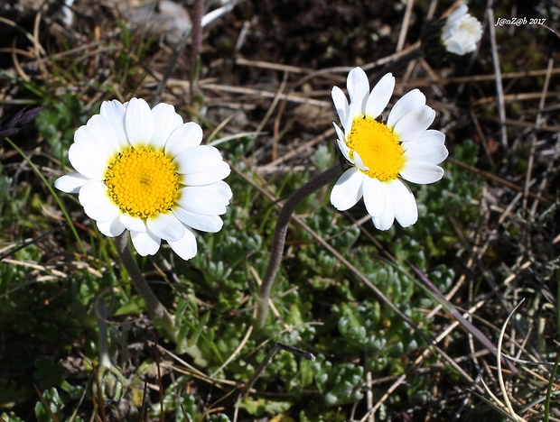 pakrálik alpínsky tatranský Leucanthemopsis alpina subsp. tatrae (Vierh.) Holub