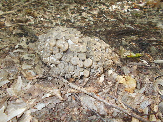 trúdnik klobúčkatý Polyporus umbellatus (Pers.) Fr.