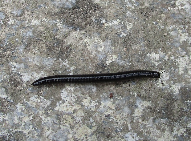 mnohonôžka zemná Tachypodoiulus niger (Leach, 1814)