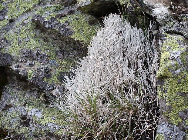 tamnólia červovitá Thamnolia vermicularis subsp. vermicularis (Sw.) Schaer.