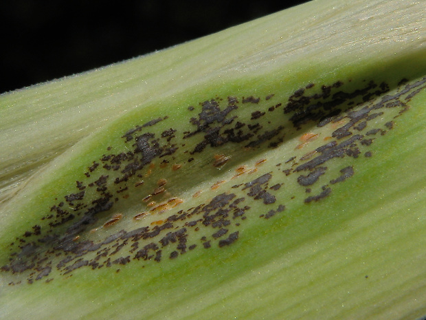 hrdzovec cesnakový Uromyces ambiguus (DC.) Lév.