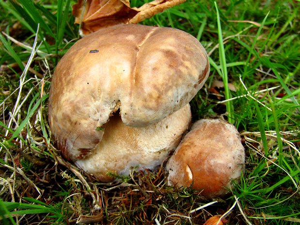 hríb dubový Boletus reticulatus Schaeff.