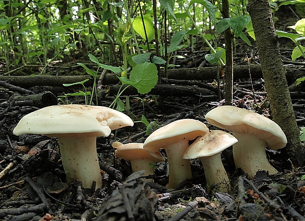 čírovnica májová Calocybe gambosa (Fr.) Donk