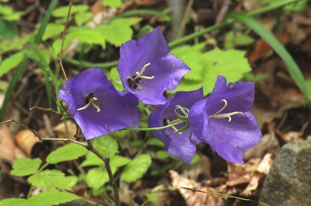 zvonček broskyňolistý Campanula persicifolia L.