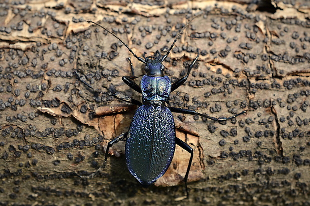 bystruška vráskavá Carabus intricatus