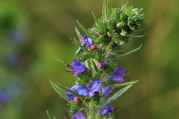 hadinec obyčajný Echium vulgare L.