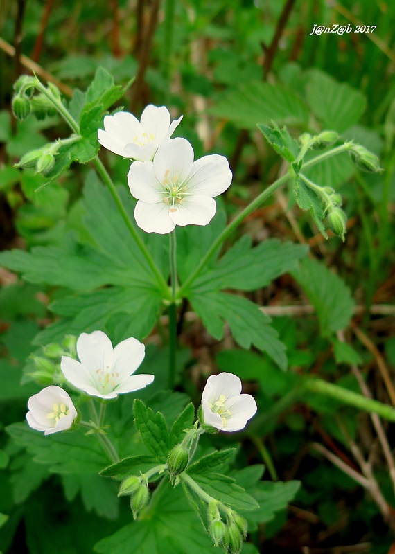 pakost lesný - albín Geranium sylvaticum L.