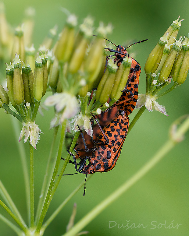 bzdocha pásavá Graphosoma italicum (O. F. Müller, 1766)