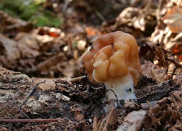 ušiak obrovský Gyromitra gigas (Krombh.) Cooke