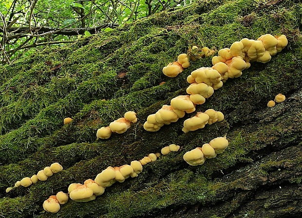 sírovec obyčajný Laetiporus sulphureus (Bull.) Murrill