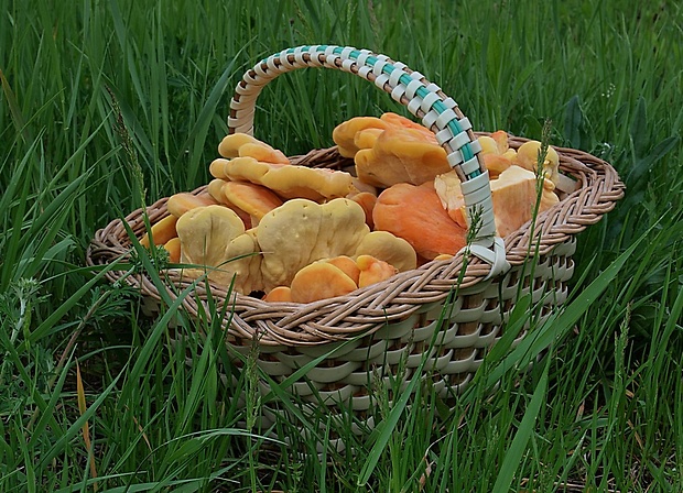 sírovec obyčajný Laetiporus sulphureus (Bull.) Murrill