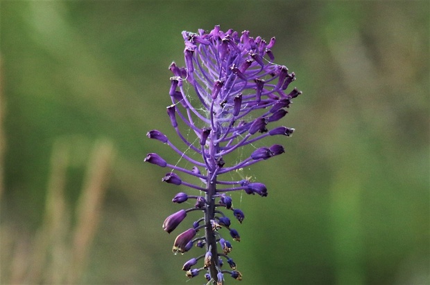 leopoldia chochlatá Leopoldia comosa (L.) Parl.