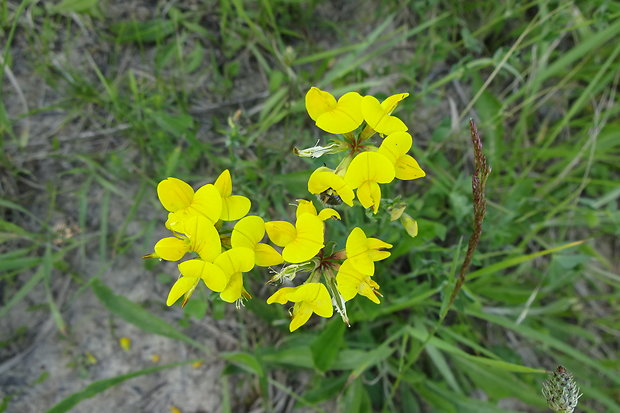 ľadenec rožkatý Lotus corniculatus L.